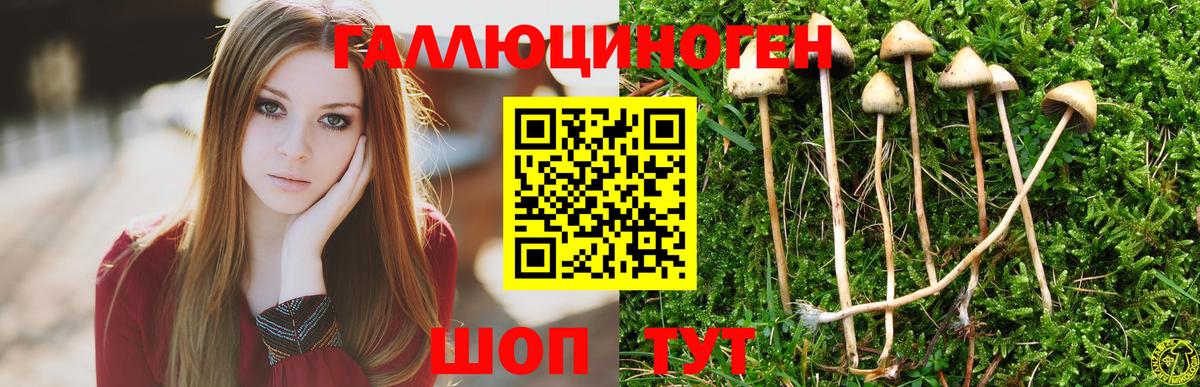 Галлюциногенные грибы Psilocybine cubensis Краснокаменск